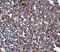 ORAI Calcium Release-Activated Calcium Modulator 1 antibody, PM-5207, ProSci, Immunohistochemistry paraffin image 