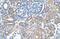 Sarcosine dehydrogenase, mitochondrial antibody, NBP1-70769, Novus Biologicals, Immunohistochemistry frozen image 