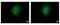 DEAD-Box Helicase 6 antibody, PA5-27786, Invitrogen Antibodies, Immunofluorescence image 