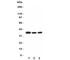 Csn5 antibody, R31389, NSJ Bioreagents, Western Blot image 