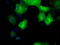 SDH antibody, CF500748, Origene, Immunofluorescence image 