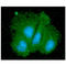 Small glutamine-rich tetratricopeptide repeat-containing protein alpha antibody, LS-B16351, Lifespan Biosciences, Immunofluorescence image 