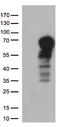 Docking protein 3 antibody, TA813139, Origene, Western Blot image 