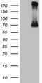  antibody, TA805898, Origene, Western Blot image 