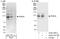 Phosphodiesterase 3A antibody, A302-740A, Bethyl Labs, Immunoprecipitation image 