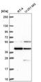 Mortality factor 4-like protein 1 antibody, HPA062010, Atlas Antibodies, Western Blot image 