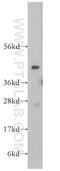 VPS37A Subunit Of ESCRT-I antibody, 11870-1-AP, Proteintech Group, Western Blot image 