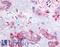 HAP antibody, LS-A6086, Lifespan Biosciences, Immunohistochemistry frozen image 