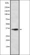 Olfactory Receptor Family 5 Subfamily L Member 1 (Gene/Pseudogene) antibody, orb336439, Biorbyt, Western Blot image 
