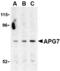 Ubiquitin-like modifier-activating enzyme ATG7 antibody, AHP1651, Bio-Rad (formerly AbD Serotec) , Immunohistochemistry frozen image 