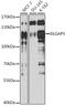 DLG Associated Protein 5 antibody, A05112-1, Boster Biological Technology, Western Blot image 