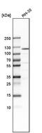NAD(P) transhydrogenase, mitochondrial antibody, NBP1-86512, Novus Biologicals, Western Blot image 