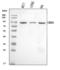 Cold Shock Domain Containing E1 antibody, A05114-1, Boster Biological Technology, Western Blot image 