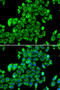 Ribosomal Protein S7 antibody, 22-445, ProSci, Immunohistochemistry frozen image 