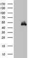 B7-DC antibody, CF808996, Origene, Western Blot image 