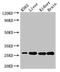 Quinoid Dihydropteridine Reductase antibody, CSB-PA019133LA01HU, Cusabio, Western Blot image 