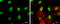 ETS Variant 5 antibody, GTX114394, GeneTex, Immunocytochemistry image 