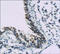 Somatostatin receptor type 5 antibody, 251509, Abbiotec, Immunohistochemistry paraffin image 
