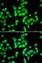 ANTXR Cell Adhesion Molecule 1 antibody, orb373412, Biorbyt, Immunofluorescence image 