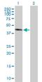Nucleolar Protein 7 antibody, H00051406-B01P, Novus Biologicals, Western Blot image 