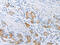 Lysyl Oxidase antibody, CSB-PA130669, Cusabio, Immunohistochemistry frozen image 