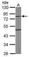 Tubulin Tyrosine Ligase Like 10 antibody, GTX120045, GeneTex, Western Blot image 