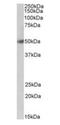 Bactericidal Permeability Increasing Protein antibody, orb233616, Biorbyt, Western Blot image 