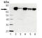 Putative endoplasmin-like protein antibody, ADI-SPA-971-0200, Enzo Life Sciences, Western Blot image 
