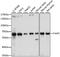 Leucine Rich Repeats And WD Repeat Domain Containing 1 antibody, A15576, ABclonal Technology, Western Blot image 
