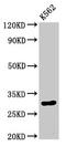 Histone Cluster 1 H1 Family Member E antibody, LS-C670375, Lifespan Biosciences, Western Blot image 