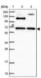 RUN And FYVE Domain Containing 2 antibody, NBP1-90448, Novus Biologicals, Western Blot image 