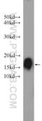 Cytochrome C Oxidase Assembly Factor 6 antibody, 24209-1-AP, Proteintech Group, Western Blot image 