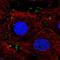 MTSS I-BAR Domain Containing 2 antibody, HPA066469, Atlas Antibodies, Immunofluorescence image 
