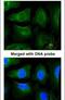 Golgin subfamily A member 3 antibody, PA5-21299, Invitrogen Antibodies, Immunofluorescence image 
