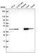 Aspartate aminotransferase, cytoplasmic antibody, HPA064532, Atlas Antibodies, Western Blot image 