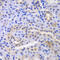 Proteasome subunit alpha type-6 antibody, 15-051, ProSci, Immunohistochemistry paraffin image 