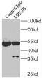Uroplakin 3B antibody, FNab09276, FineTest, Immunoprecipitation image 