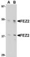 Fasciculation and elongation protein zeta-2 antibody, LS-C53233, Lifespan Biosciences, Western Blot image 