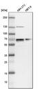 Nuclear Factor I A antibody, PA5-52252, Invitrogen Antibodies, Western Blot image 