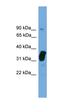 Nitric Oxide Synthase Interacting Protein antibody, orb330895, Biorbyt, Western Blot image 