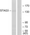 Stromal Antigen 3 antibody, LS-C119314, Lifespan Biosciences, Western Blot image 