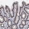 Zinc Finger Protein 529 antibody, PA5-56700, Invitrogen Antibodies, Immunohistochemistry frozen image 