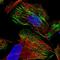Zinc Finger Protein 846 antibody, HPA034618, Atlas Antibodies, Immunocytochemistry image 