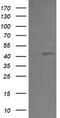 PHD Finger Protein 7 antibody, TA505118S, Origene, Western Blot image 