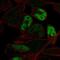 Myogenin antibody, NBP2-54972, Novus Biologicals, Immunofluorescence image 
