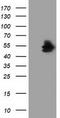 5'-Nucleotidase Domain Containing 1 antibody, TA501587, Origene, Western Blot image 