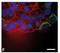Thymosin Beta 10 antibody, AP02229SU-S, Origene, Immunofluorescence image 