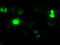 Neurogenin 1 antibody, TA500305, Origene, Immunofluorescence image 