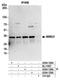 NSE2 (MMS21) Homolog, SMC5-SMC6 Complex SUMO Ligase antibody, A304-129A, Bethyl Labs, Immunoprecipitation image 