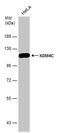 Lysine Demethylase 4C antibody, PA5-78433, Invitrogen Antibodies, Western Blot image 